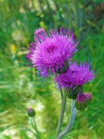 Miele di Cardo - immagine 4