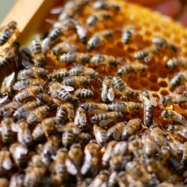 Famiglia di Apis mellifera siciliana